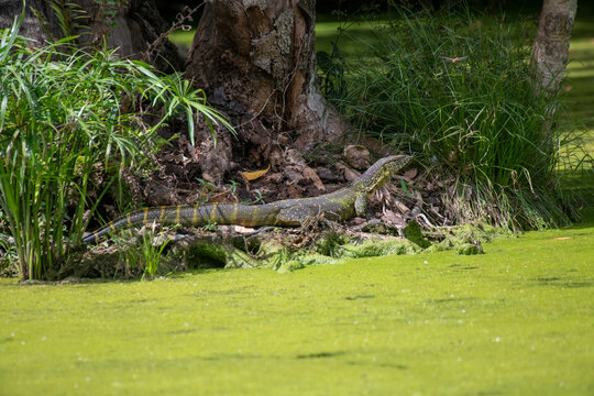 Nile Monitor Lizard (Varanus niloticus) on the edge of an algae-covered pond at Ngare Sero Mountain Lodge; Tanzania
