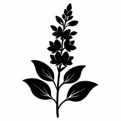 Loosestrife Black silhouette