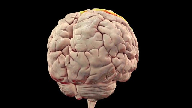Human brain with highlighted precentral gyrus, 3D animation. The site of primary motor cortex.