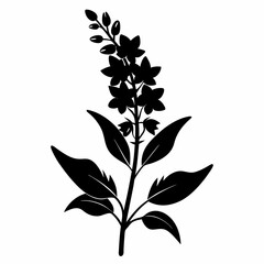 Lobelia Black silhouette