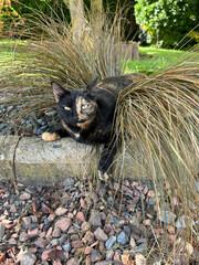 Chatte écaille de tortue	