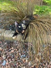 Chatte &eacute;caille de tortue