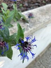 insecte / bourdon/ abeille sauvage