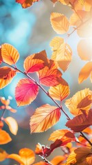 Obraz premium Close-up of various colorful autumn leaves on a sunny day. beautiful blue background