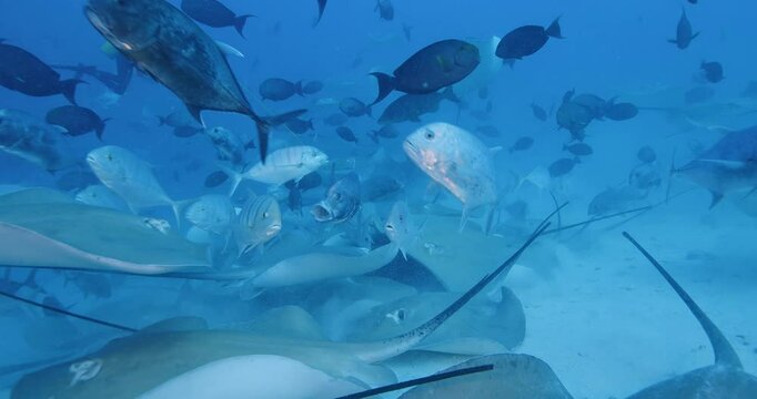  Feeding frenzy of fish and sting rays.