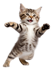 Naklejka premium PNG Cat mammal animal kitten.