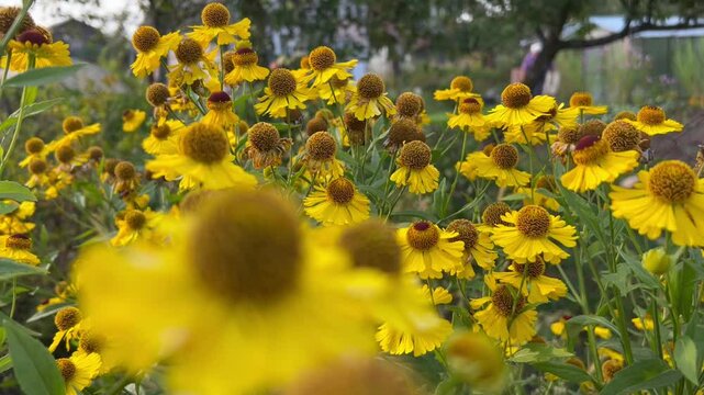 autumn with yellow flowers of autumn helenium with brown stamens on a flowerbed against the sky in a garden plot. concept of a catalog of an online flower shop