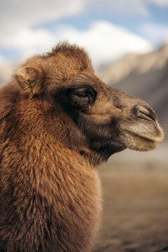 Close-up of the head of a Bactrian camel (Camelus bactrianus) on the sand dunes of Hunder, Ladakh; Hunder, Leh district, Ladakh, India