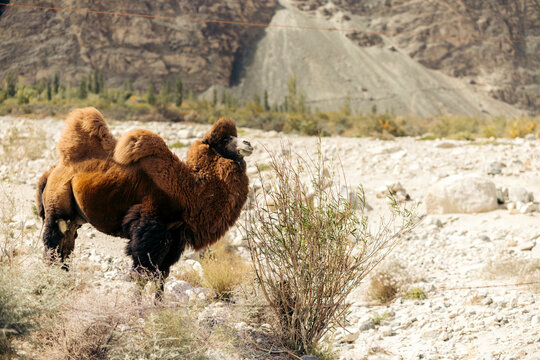 Bactrian camel (Camelus bactrianus) seen standing on the sand along the Diskit - Turtuk Highway; Leh district, Ladakh, India