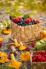 Wild berries raspberries and blueberries in a wicker box and chanterelle mushrooms. Wild mushrooms and berries. gifts of the forest.