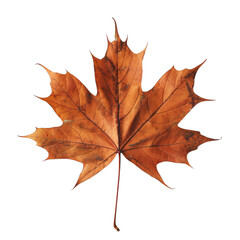 Obraz premium Autumn maple leaf on transparent background.