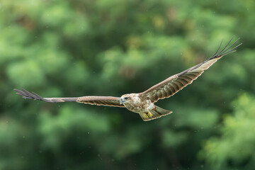 Hawk flying over the river for hunting fishes.Brahminy kite hawk flies and catches fish in the lake.Wildlife photography concept.