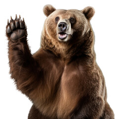 PNG Bear wildlife mammal animal.