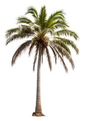 Fototapeta premium PNG Tree plant white background tranquility.
