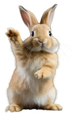 Obraz premium PNG Animal mammal rodent rabbit.