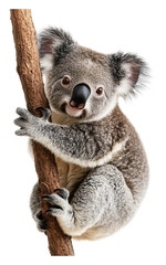 Naklejka premium PNG Koala climbing a tree branch in Australian forest