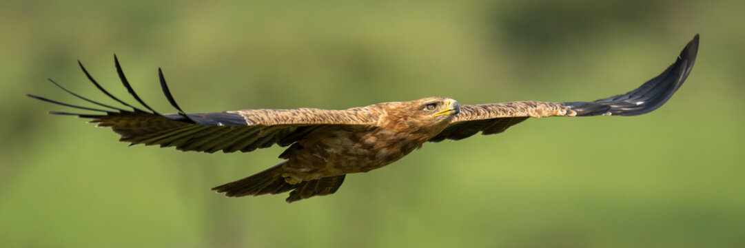 Panorama of tawny eagle (Aquila rapax) gliding with catchlight in Maasai Mara National Reserve; Narok, Masai Mara, Kenya