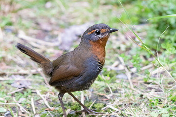 Pajaro Chucao típico del bosque chileno