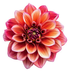 Fototapeta premium PNG Brightly colored dahlia flower in full bloom