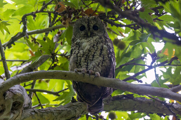 Tawny owl (Strix aluco), also called the brown owl at Yusmarg, Budgam, Jammu  Kashmir UT