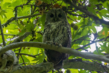 Tawny owl (Strix aluco), also called the brown owl at Yusmarg, Budgam, Jammu  Kashmir UT