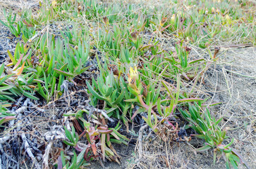Cacti on the seashore in Spain