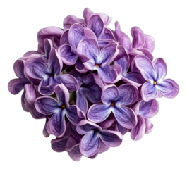PNG Purple lilacs clustered together in spring bloom