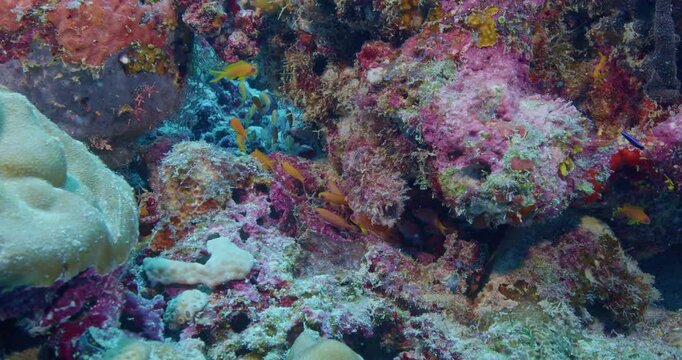 Small grouping of scalefin anthias fish.