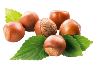 conjunto de avelã acompanhado de folha de aveleira isolado em fundo transparente