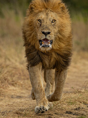lion on the run