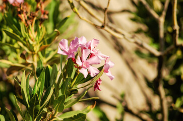 Beautiful pink flowers in Spain close up