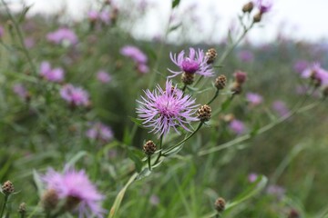 Many beautiful plants with flowers growing outdoors