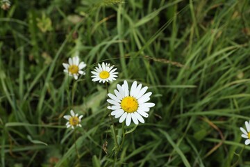 Obraz premium Beautiful chamomile flowers and grass growing outdoors