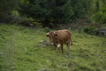 Beautiful cow grazing on green grass outdoors