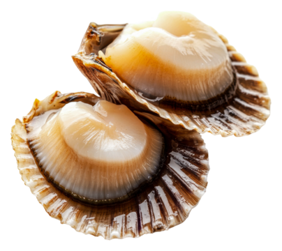PNG Freshly opened scallops on white background