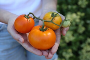 Woman holding branch of fresh tomatoes outdoors, closeup