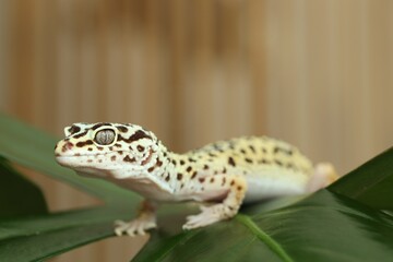 One beautiful gecko on green leaf, closeup