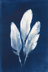 Сyanotype print illustration. Blue monochrome illustration with feathers of different birds and natural elements. Background for banner or wallpaper.