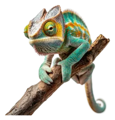 Fototapete Rund PNG Colorful chameleon perched on a branch in nature © Mr. Png