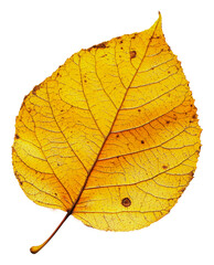 Obraz premium PNG Yellow autumn leaf on white background