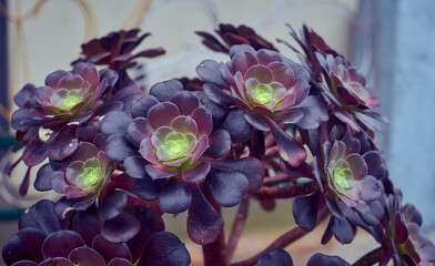 succulent plant Aeonium Purple Queen, large purple leaves with light green hue and tight rosette...