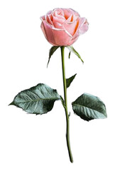 Obraz premium PNG Pink rose and green leaves on white