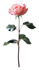 Obraz premium PNG Single pink rose with green leaves