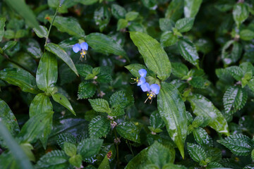 Commelina forskaolii (a creeper plant with small purple-lilac flowers) and other jungle plants...
