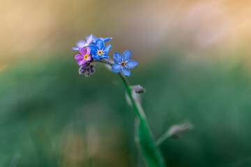 kwitnące błękitne kwiaty niezapominajek na rozmytym zielonym tle © Henryk Niestrój