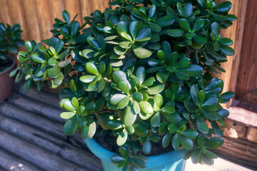 beautiful, deep green coloured thick, oval, and fleshy leaves of Jade plant (Crassula ovata), a...
