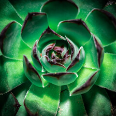 zielony sukulent w kształcie róży © Henryk Niestrój