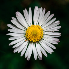 Obraz premium biała stokrotka z żółtym środkiem na czarnym tle