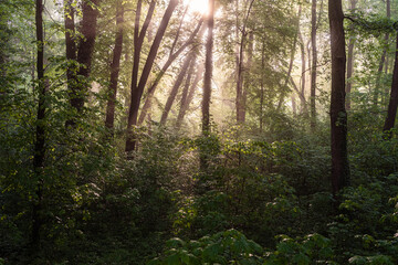 zielone drzewa i staw w lesie lub w parku