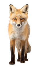 PNG Fox wildlife mammal animal.